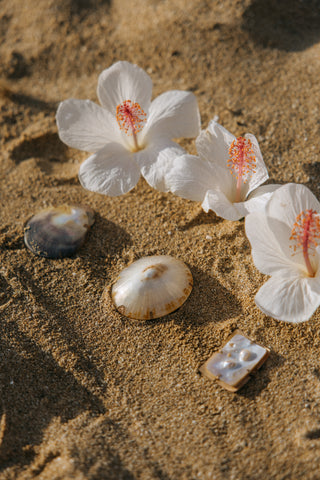 Surf Clam Shell Choker Necklace