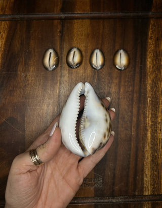 Large cowrie shell necklace